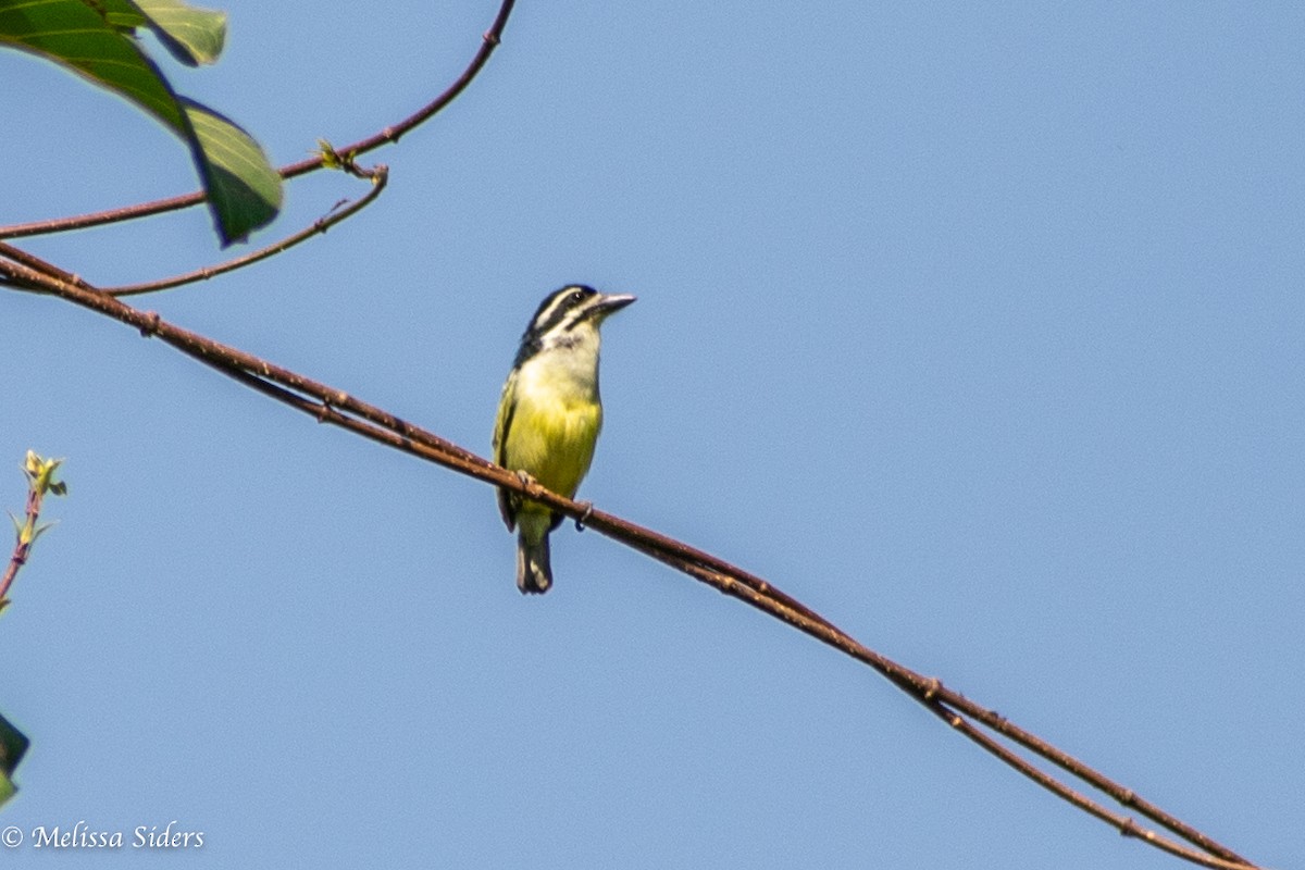 Barbion à croupion jaune - ML620304746