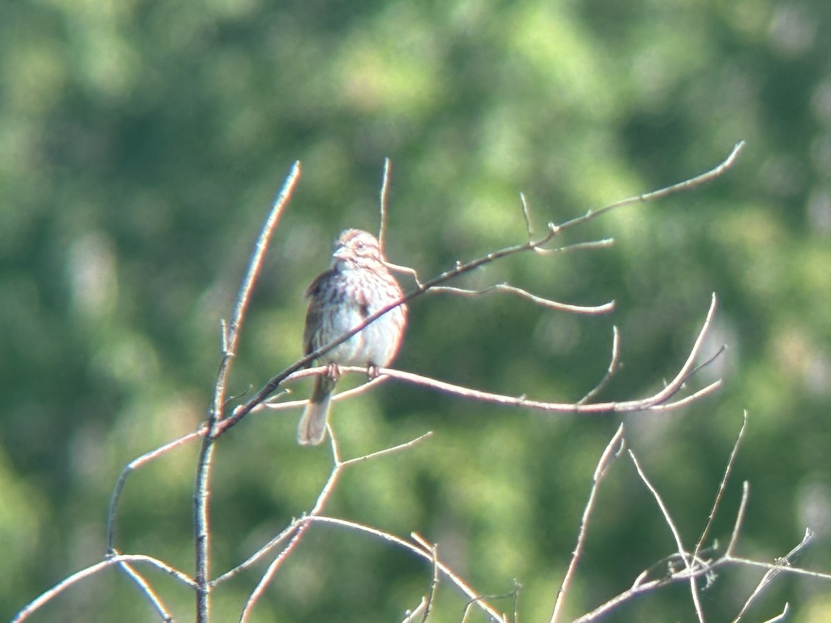 Song Sparrow - ML620304748