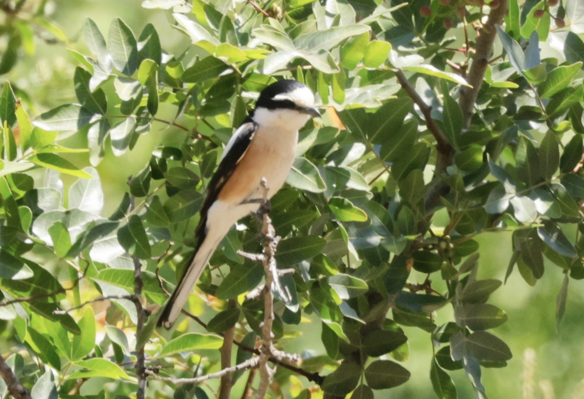 Masked Shrike - ML620304749