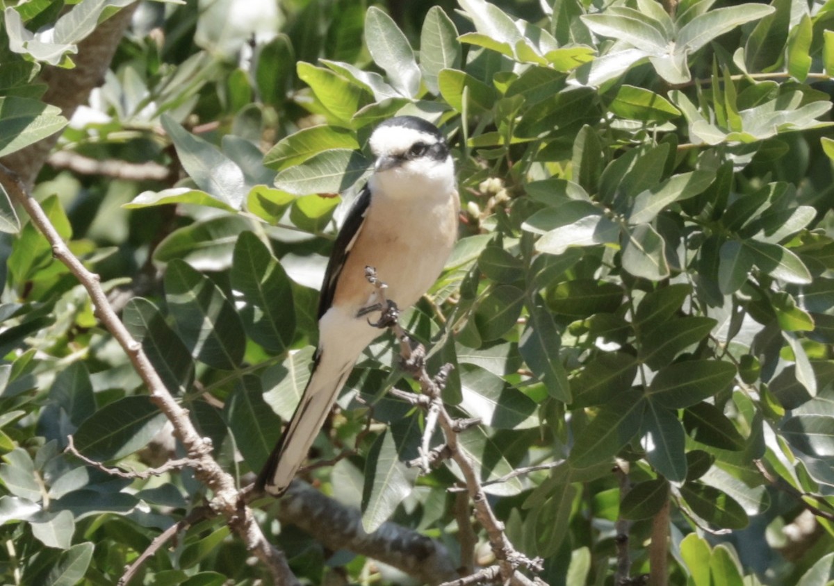 Masked Shrike - ML620304753