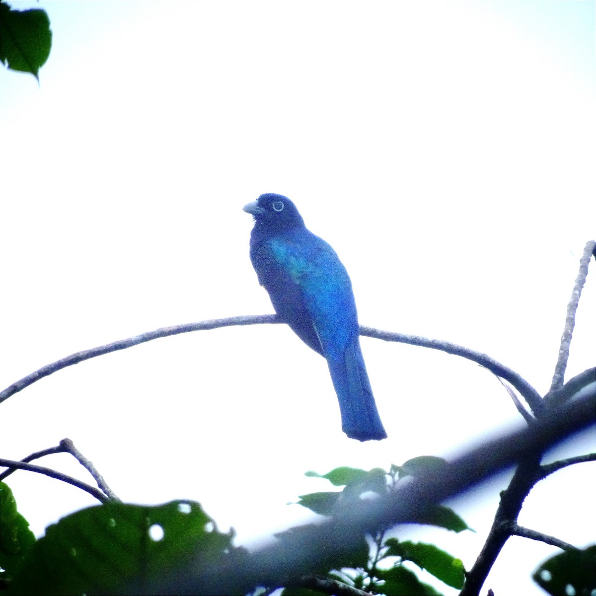 Green-backed Trogon - ML620304755