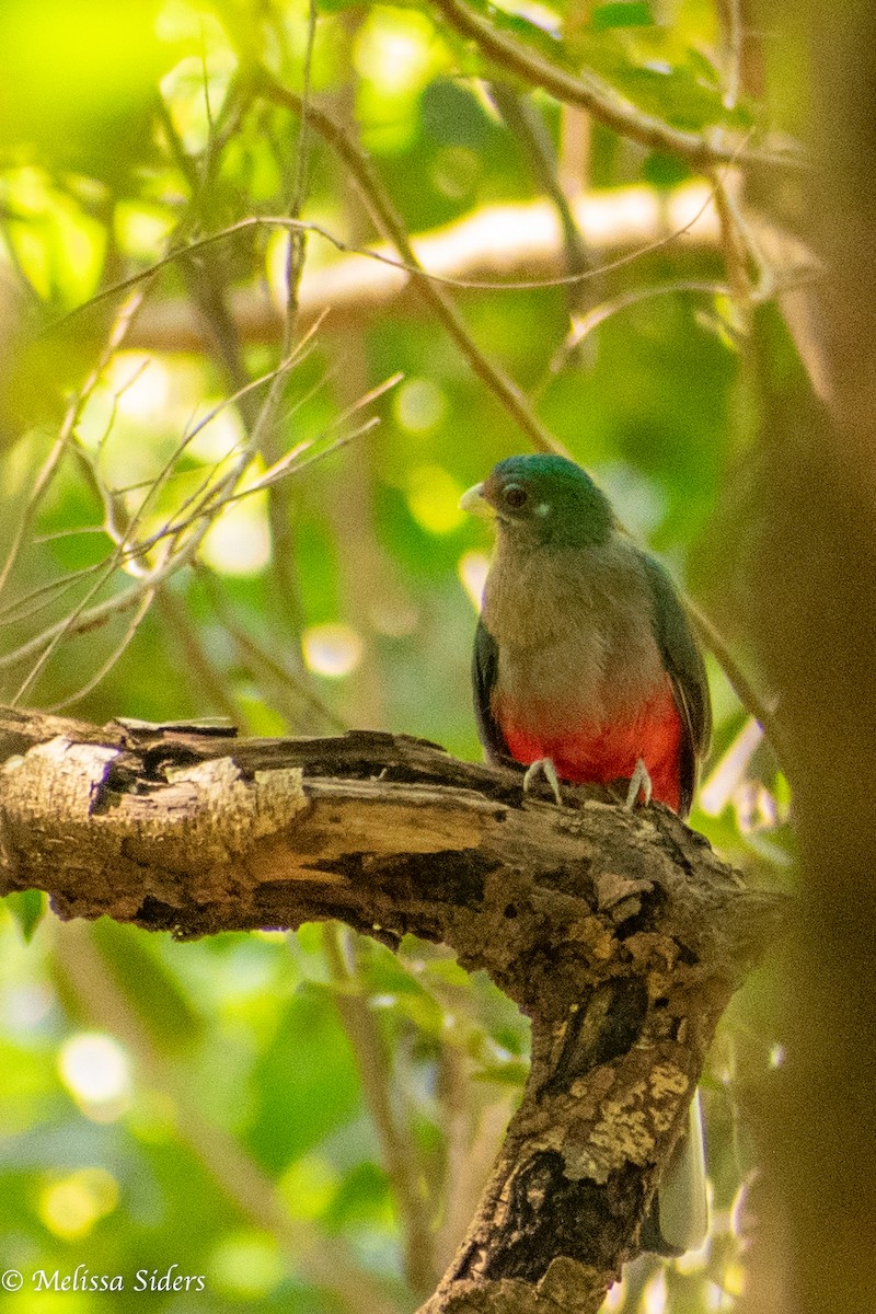 trogon africký - ML620304776