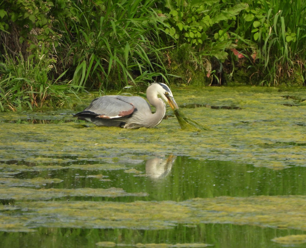 Great Blue Heron - ML620304788