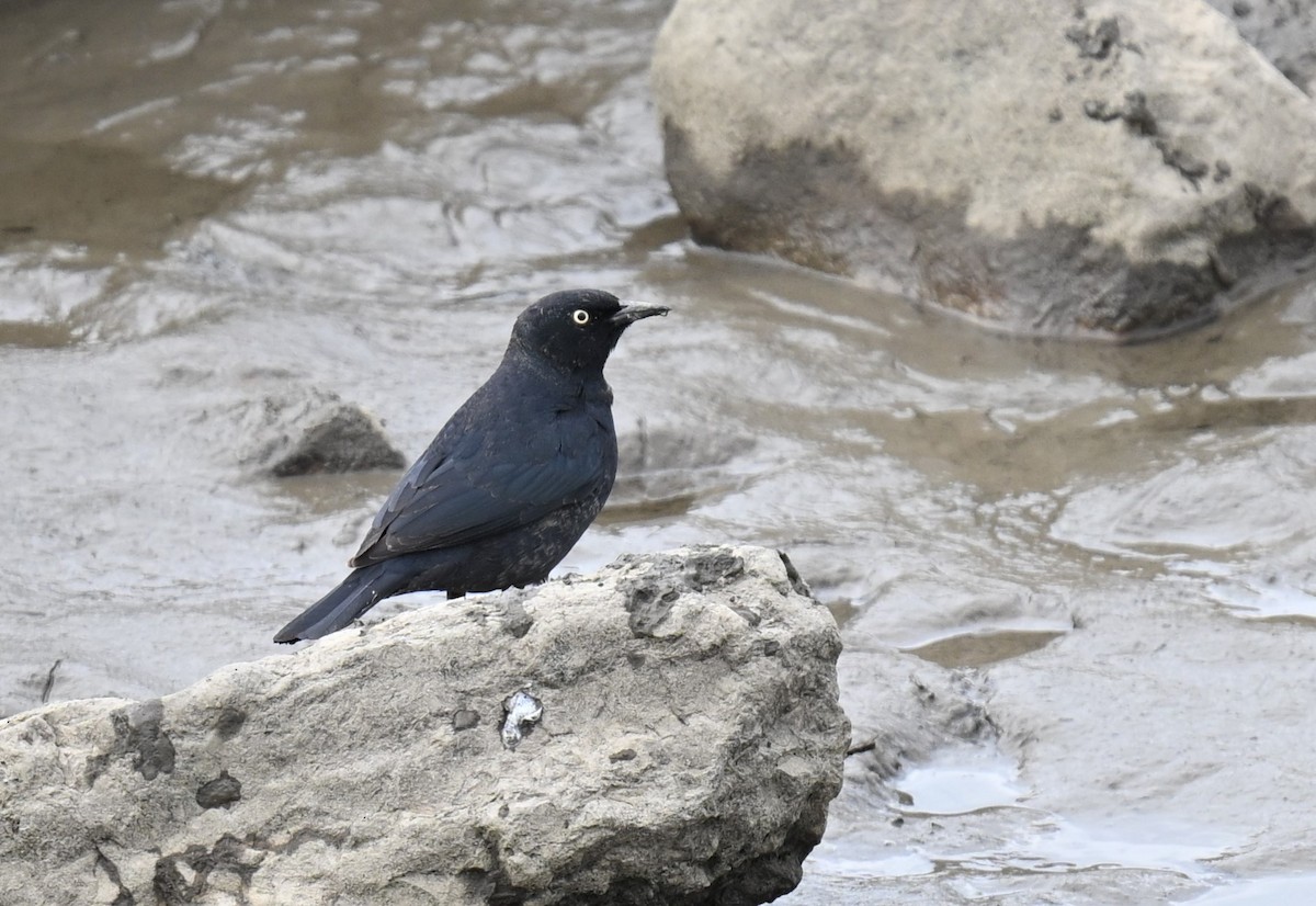 Rusty Blackbird - ML620304790