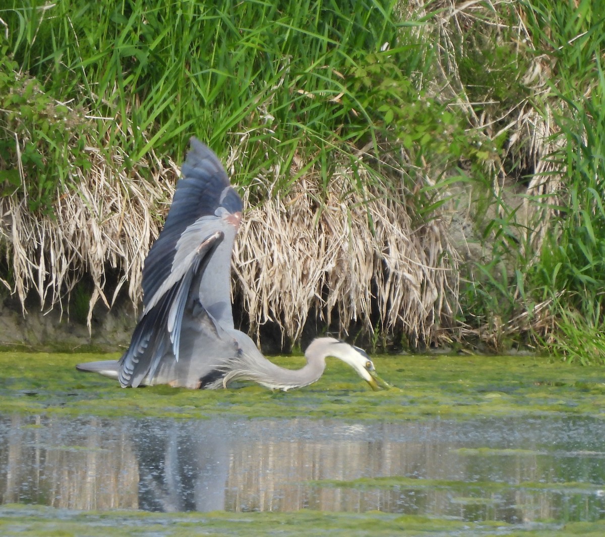 Great Blue Heron - ML620304794