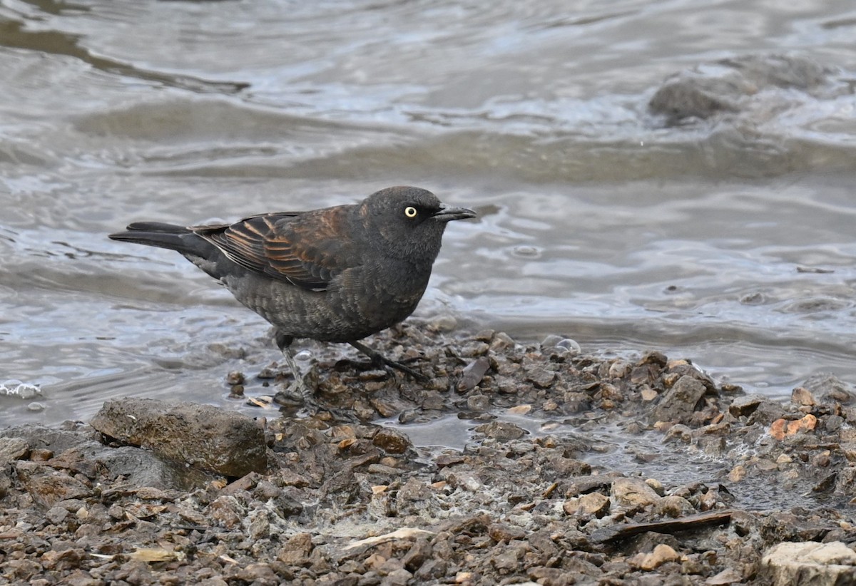 Rusty Blackbird - ML620304797