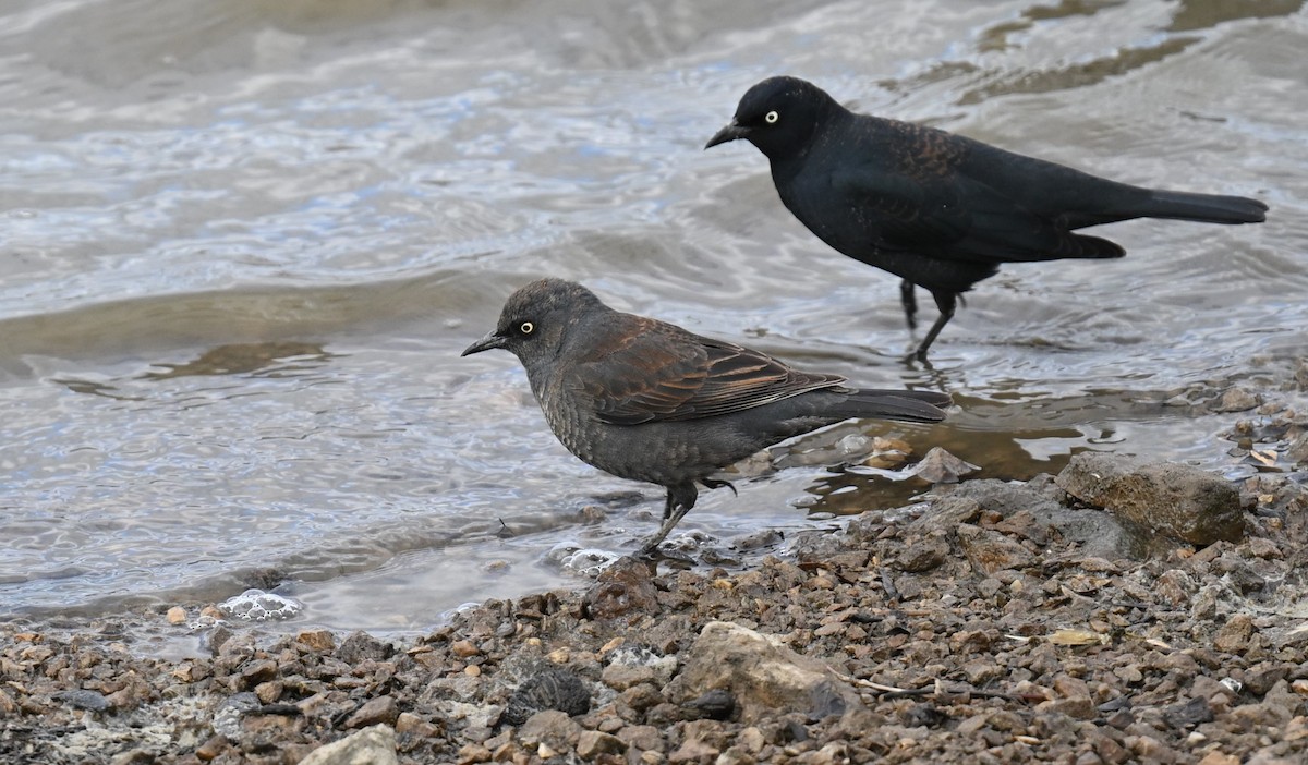 Rusty Blackbird - ML620304798