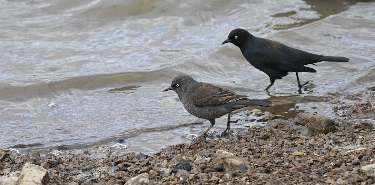 Rusty Blackbird - ML620304799