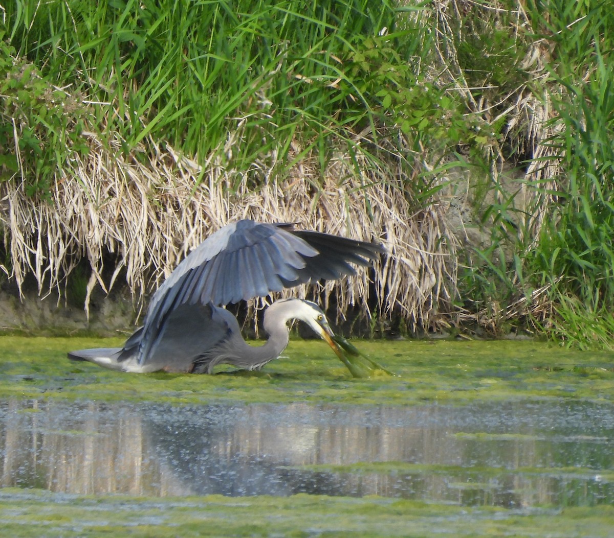 Great Blue Heron - ML620304801