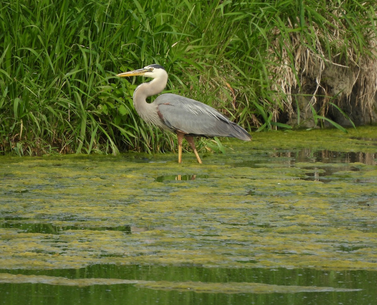 Great Blue Heron - ML620304803