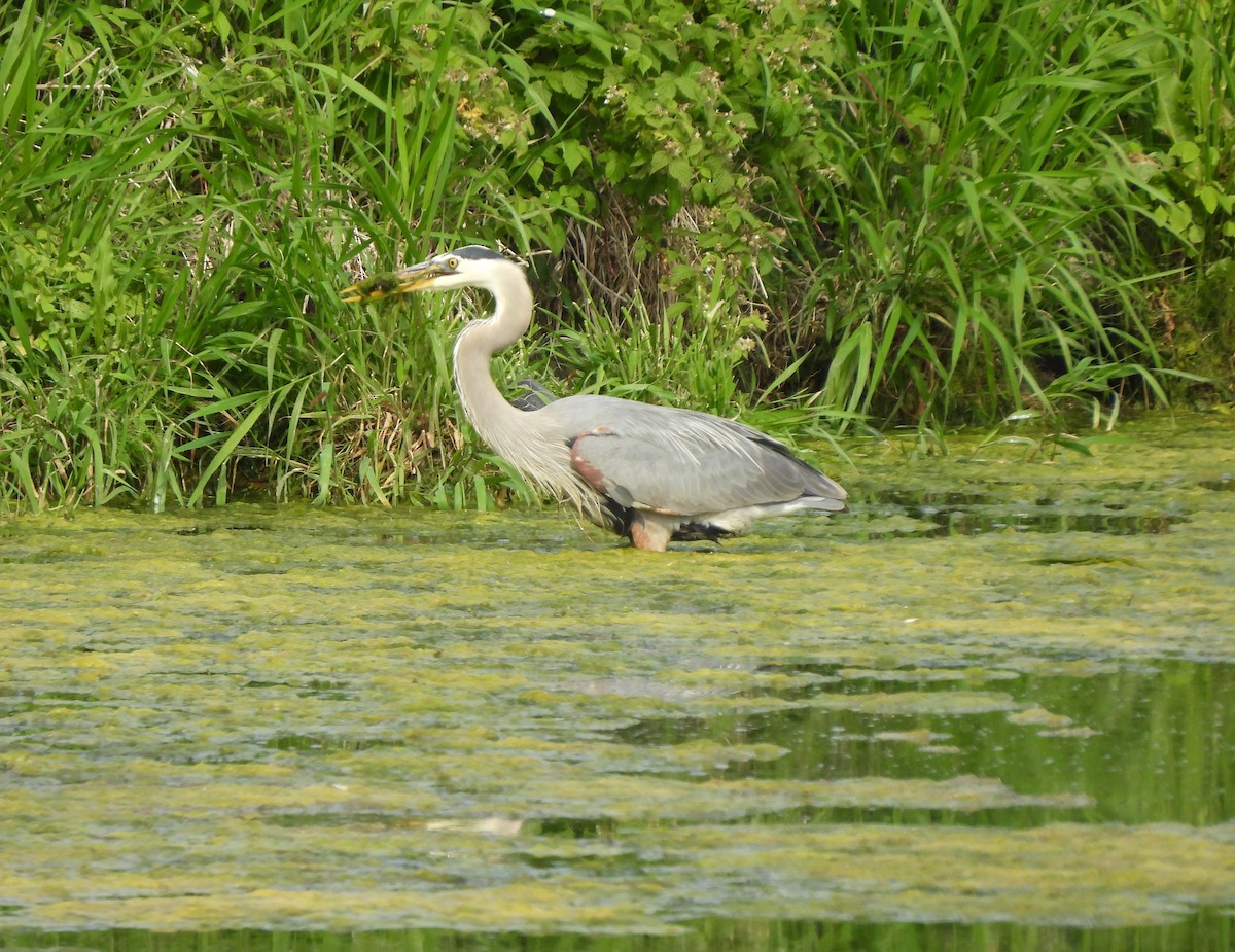 Great Blue Heron - ML620304809