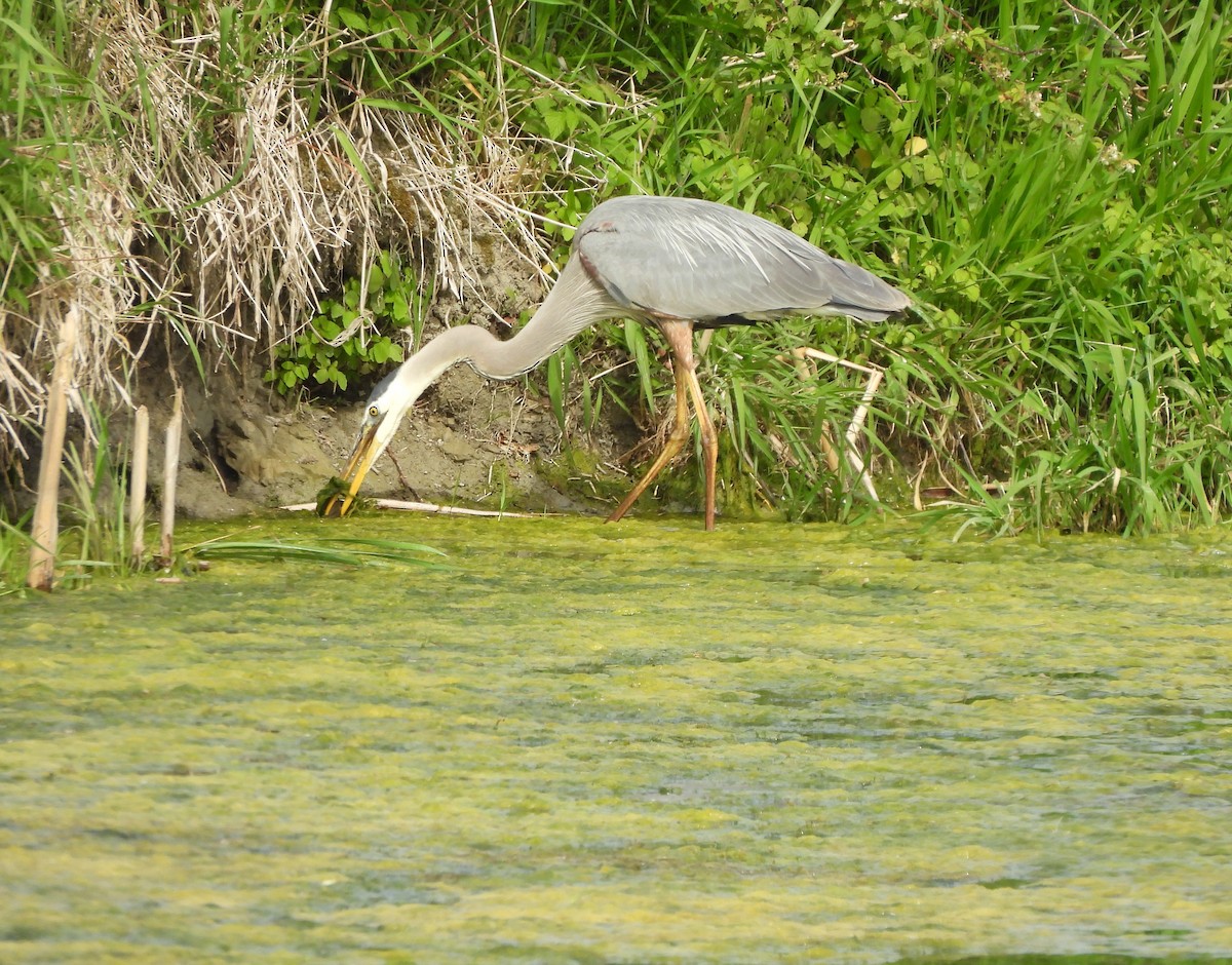 Great Blue Heron - ML620304810