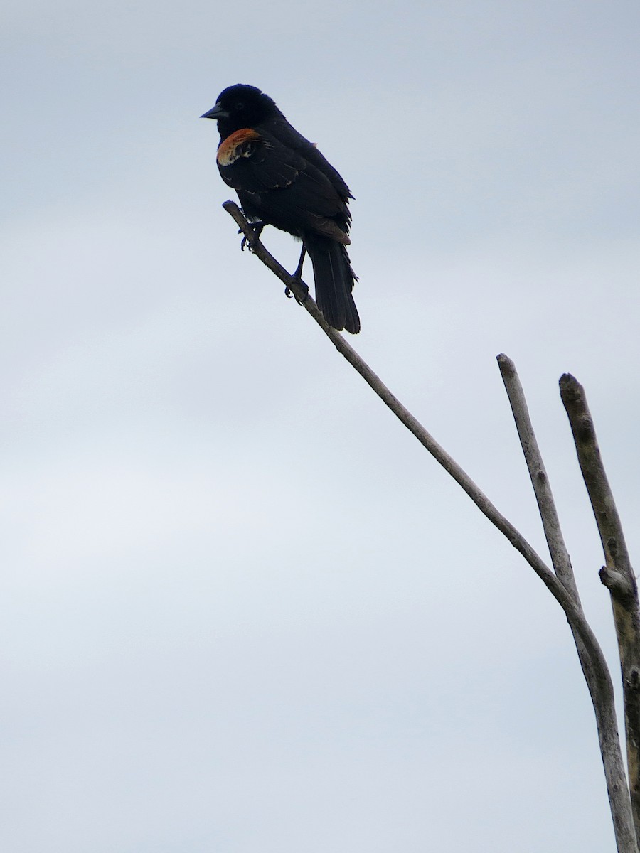 Red-winged Blackbird - ML620304813