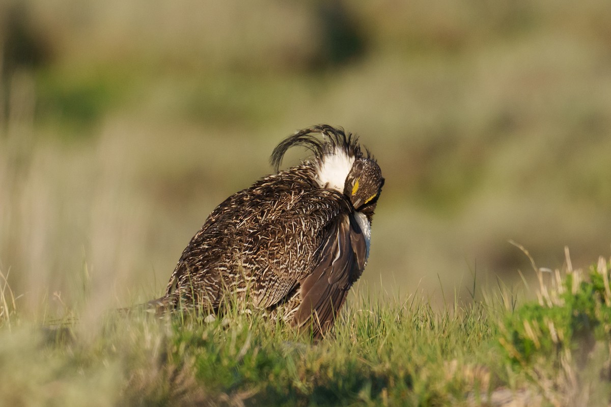 Gunnison Sage-Grouse - ML620304818