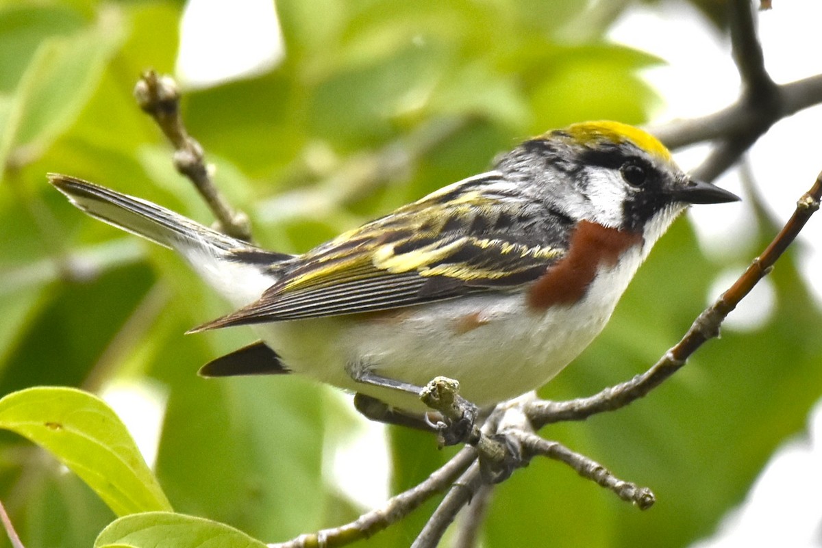 Chestnut-sided Warbler - ML620304823