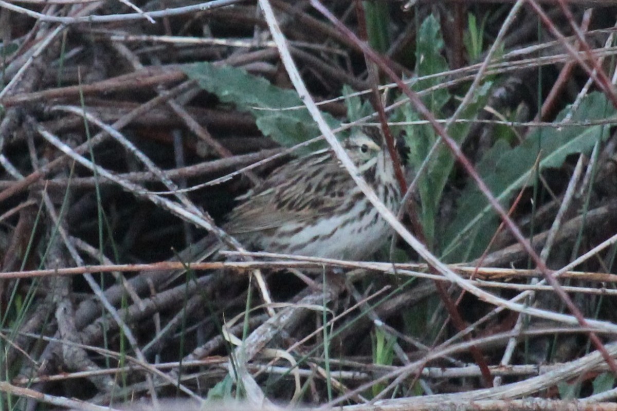 Savannah Sparrow - ML620304829