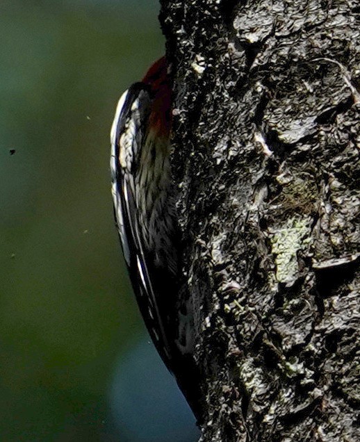 Red-breasted Sapsucker - ML620304831