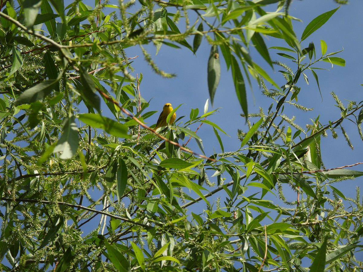 Yellow Warbler - ML620304849