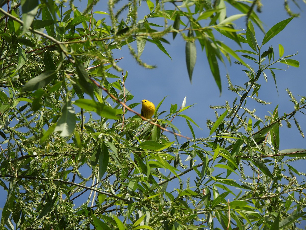 Yellow Warbler - ML620304851