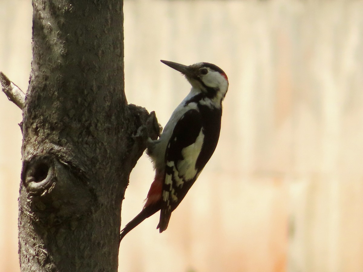 Syrian Woodpecker - ML620304854