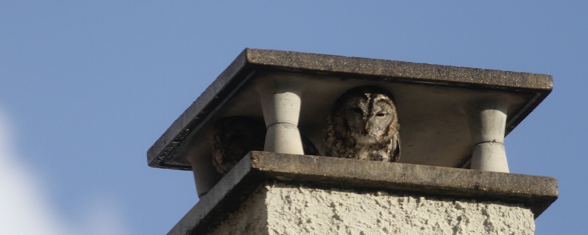 Tawny Owl - ML620304858