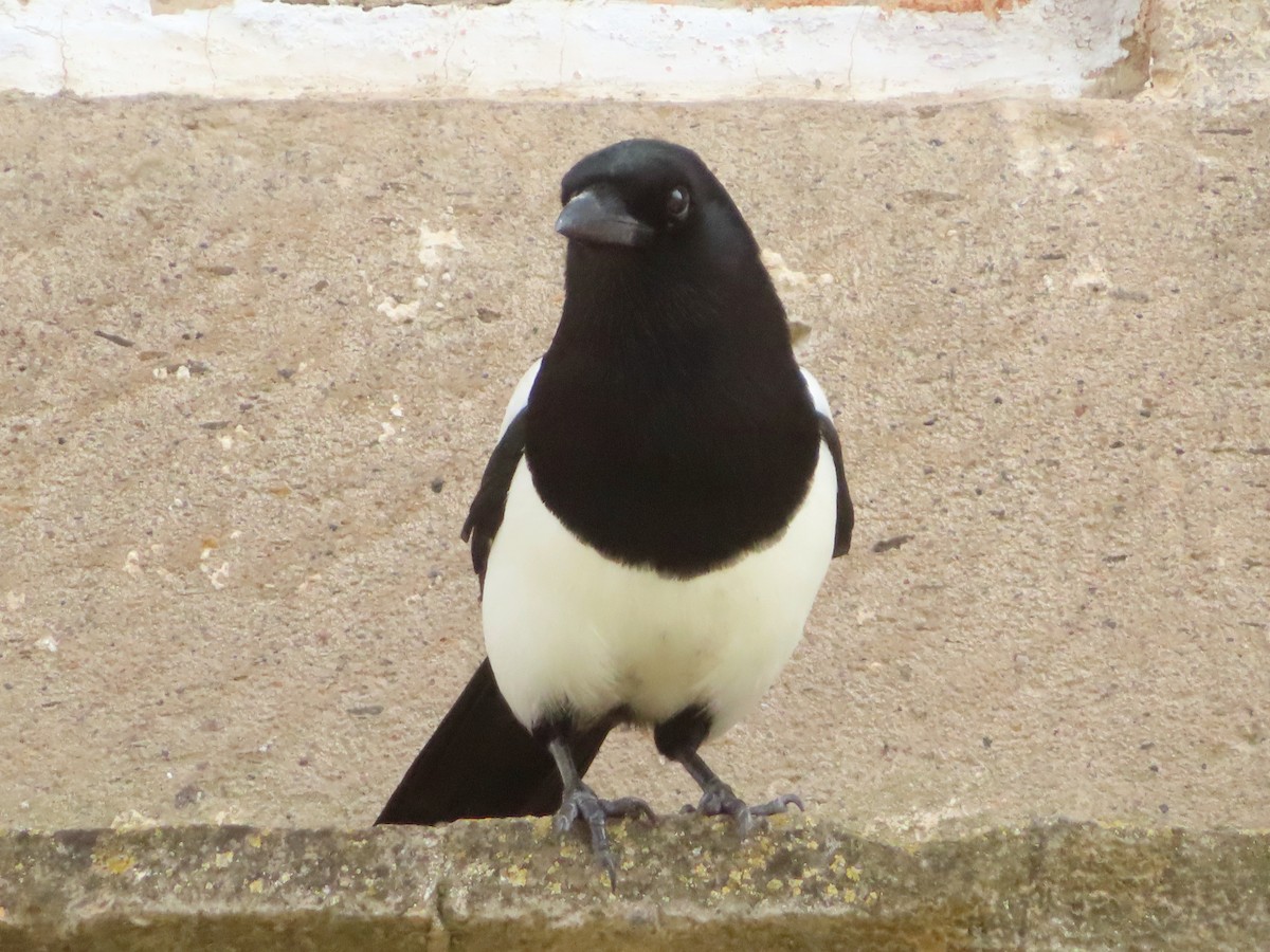 Eurasian Magpie - ML620304860