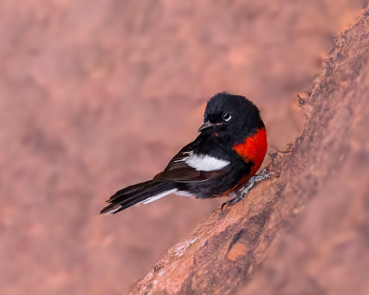 Painted Redstart - Quinn Diaz