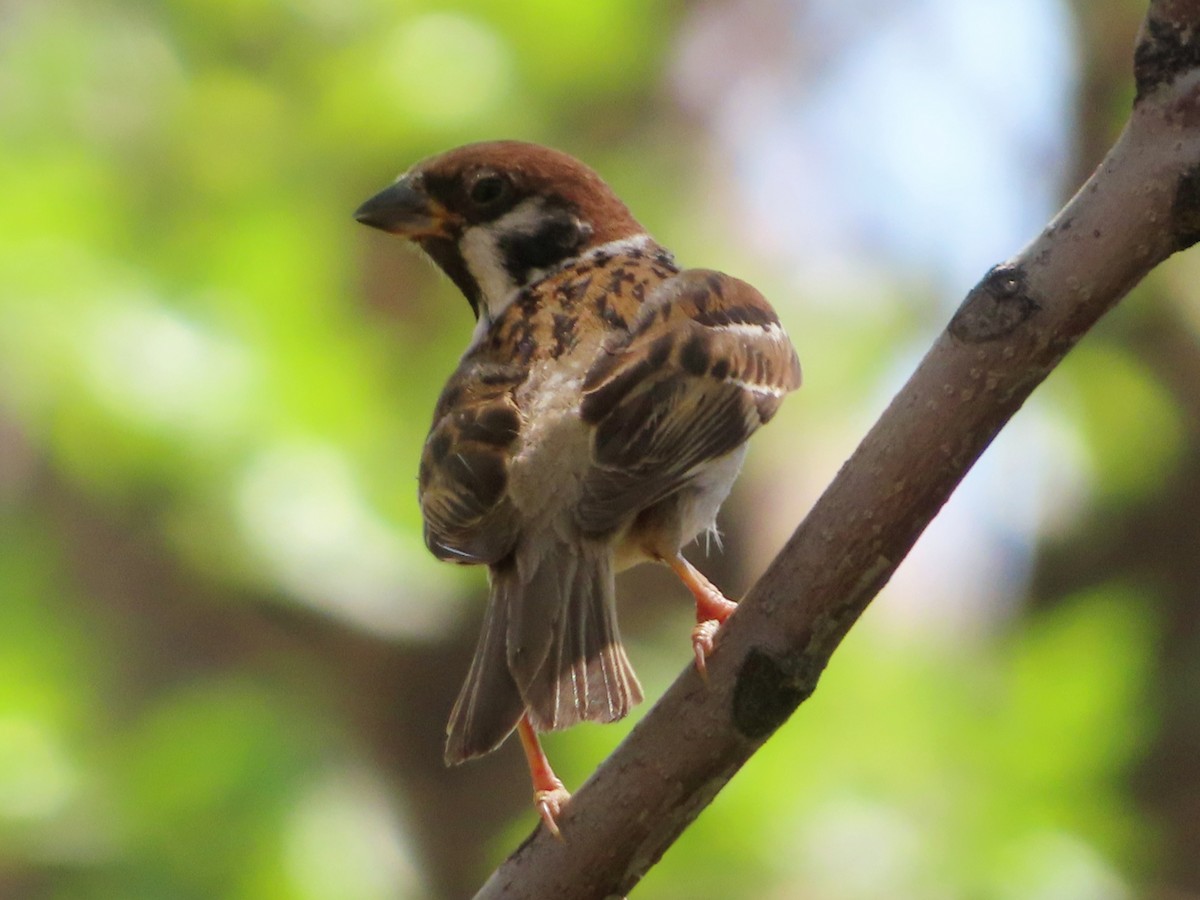 Eurasian Tree Sparrow - ML620304869