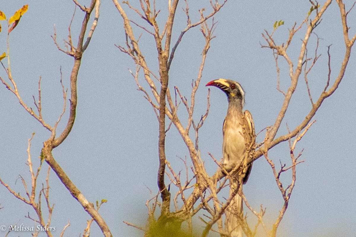 African Gray Hornbill - ML620304870
