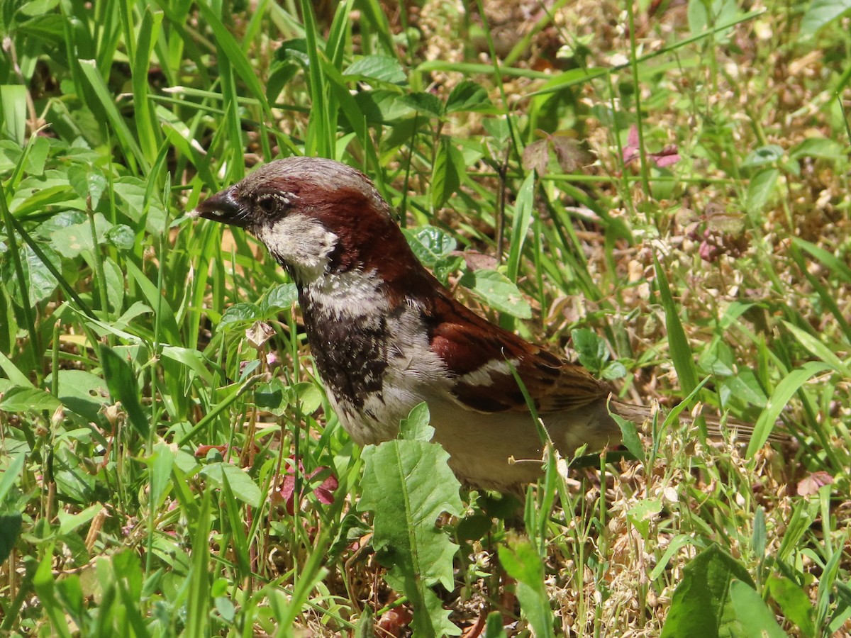 House Sparrow - ML620304871