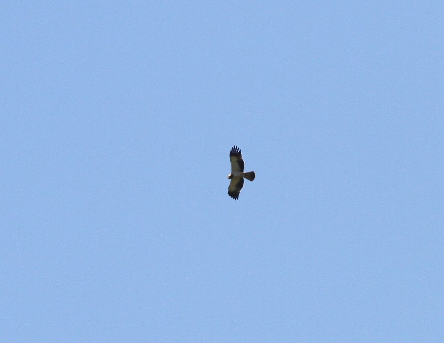 Booted Eagle - ML620304872