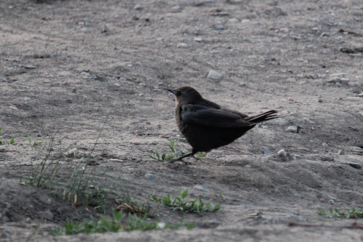 Brewer's Blackbird - ML620304873