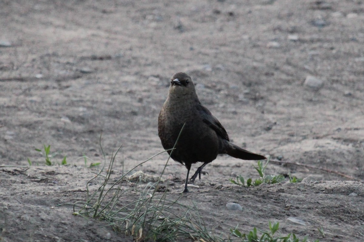 Brewer's Blackbird - ML620304875