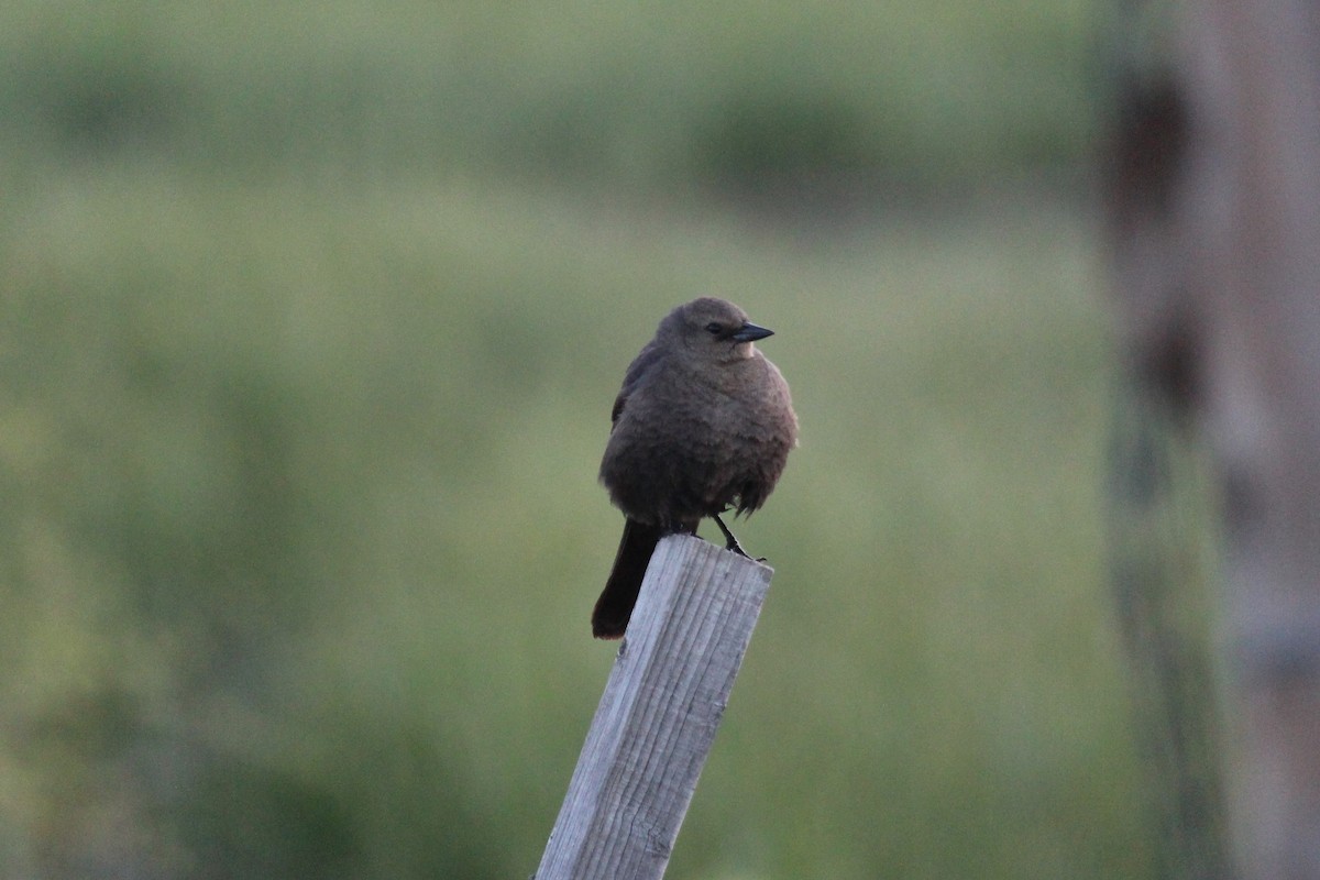 Brewer's Blackbird - ML620304877