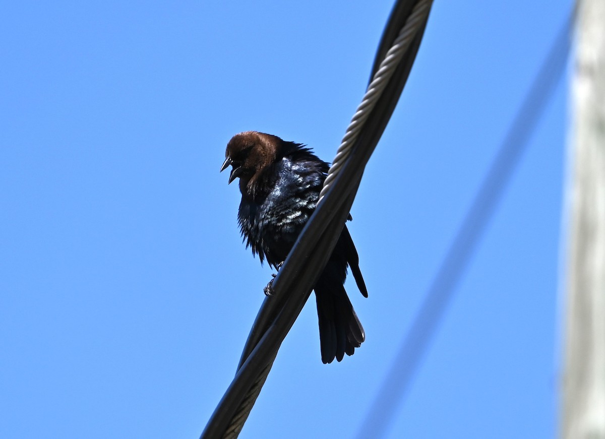 Brown-headed Cowbird - ML620304882