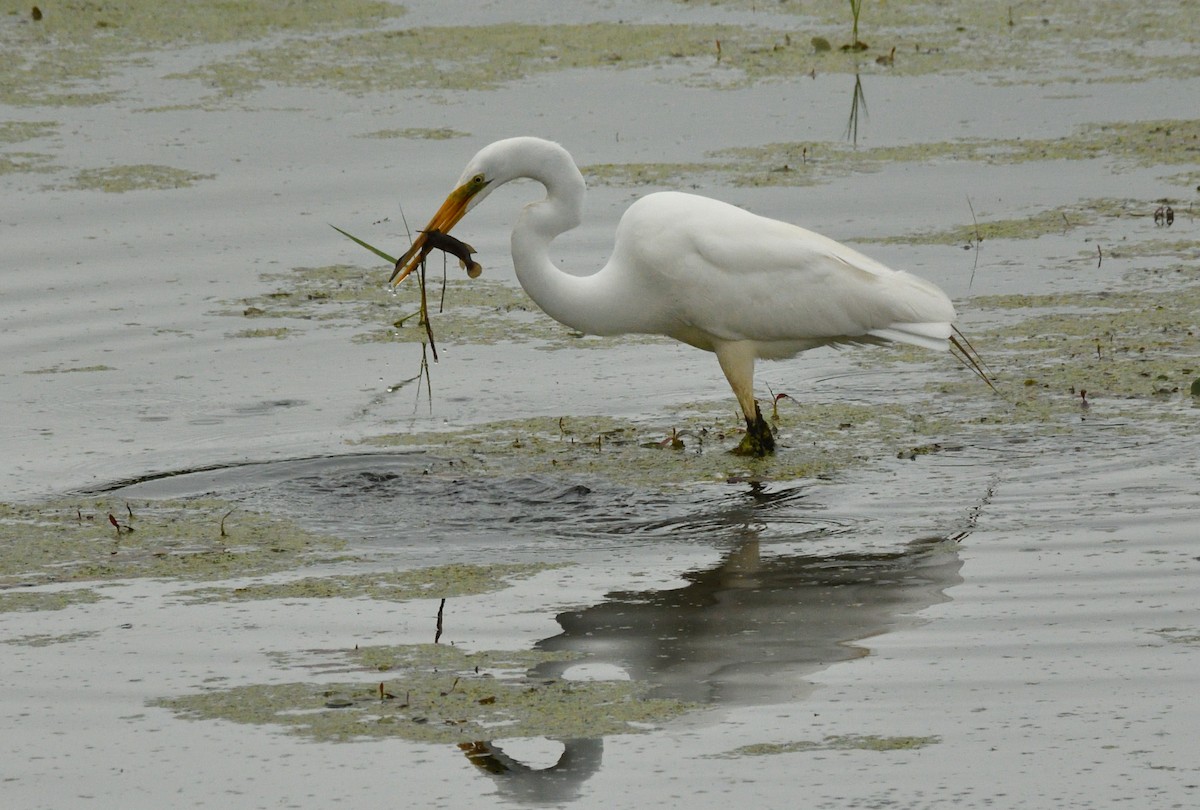 Great Egret - ML620304887