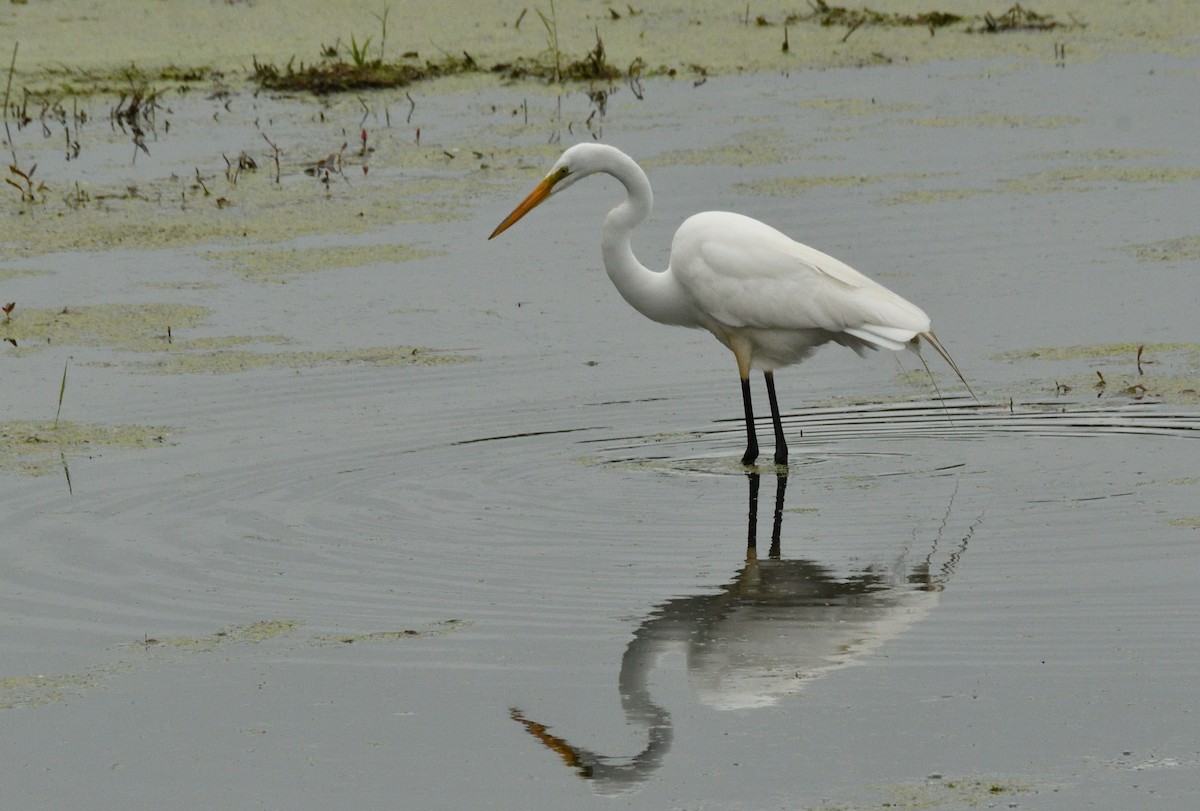 Great Egret - ML620304889