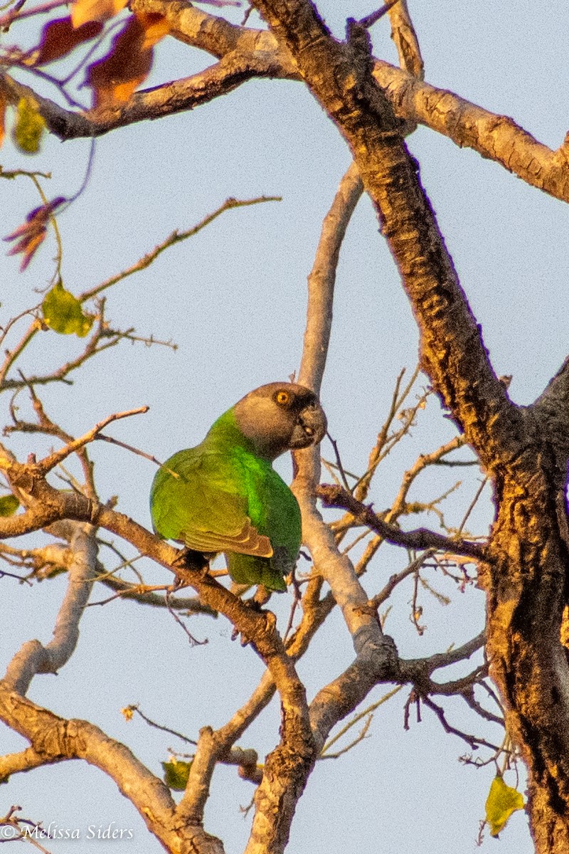 Senegal Parrot - ML620304891