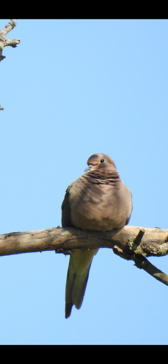 Mourning Dove - ML620304893