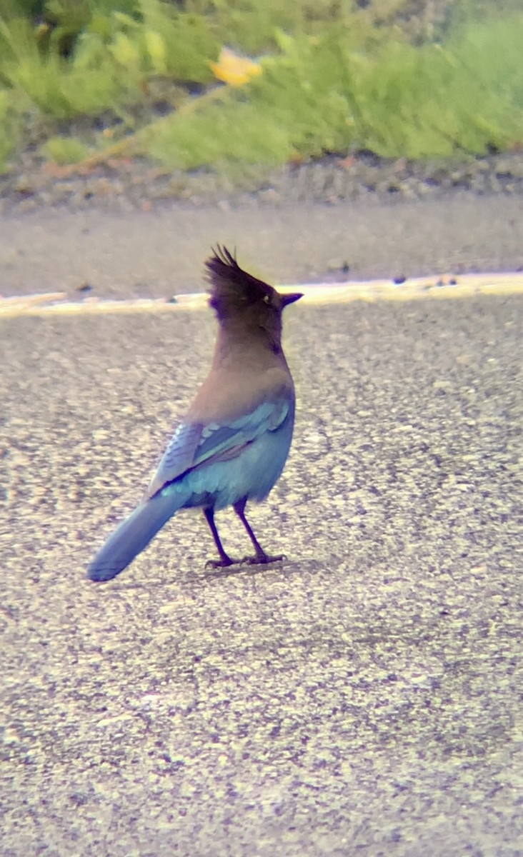 Steller's Jay (Coastal) - ML620304895