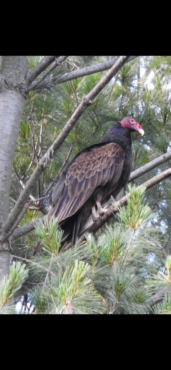 Turkey Vulture - ML620304899