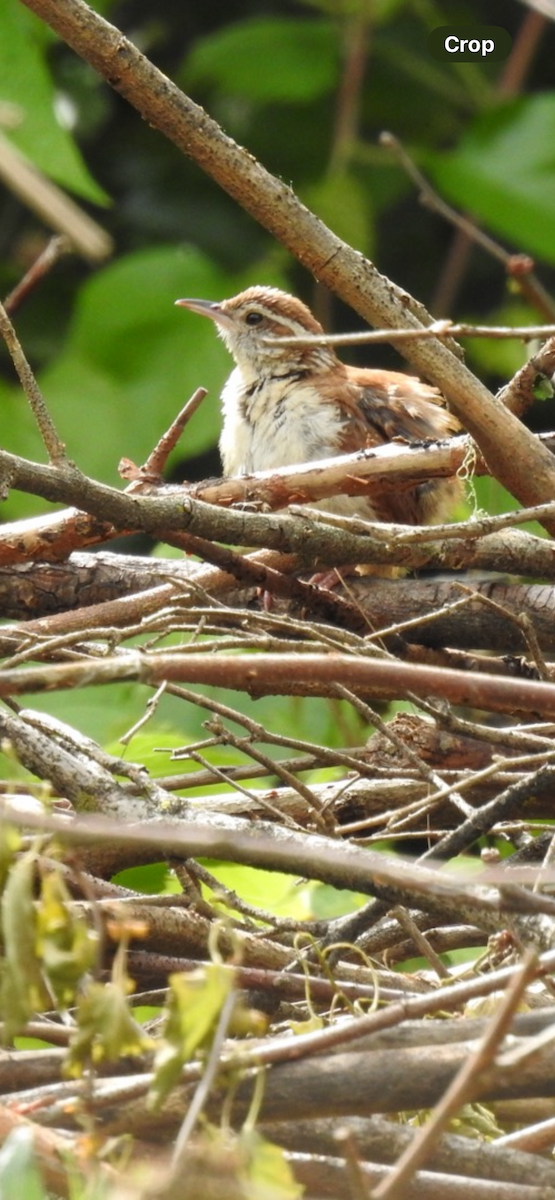 Carolina Wren - ML620304918