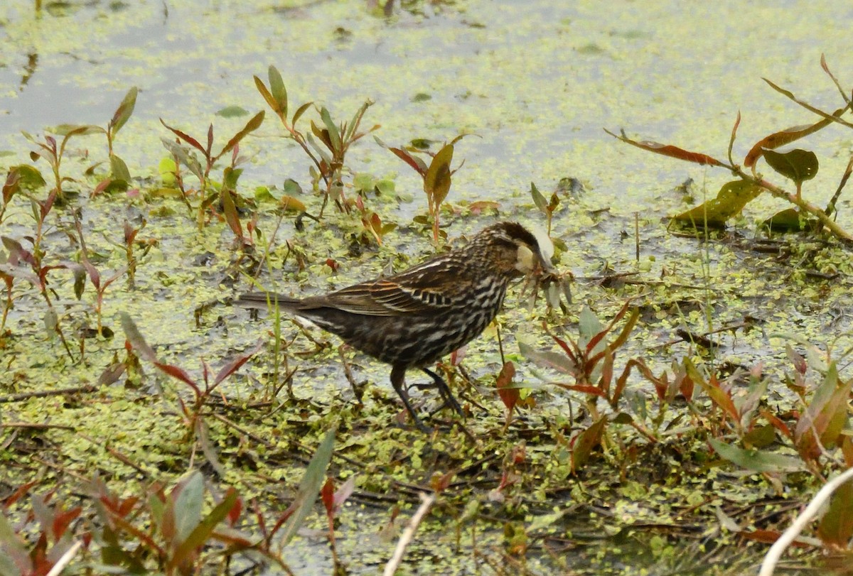 Red-winged Blackbird - ML620304924