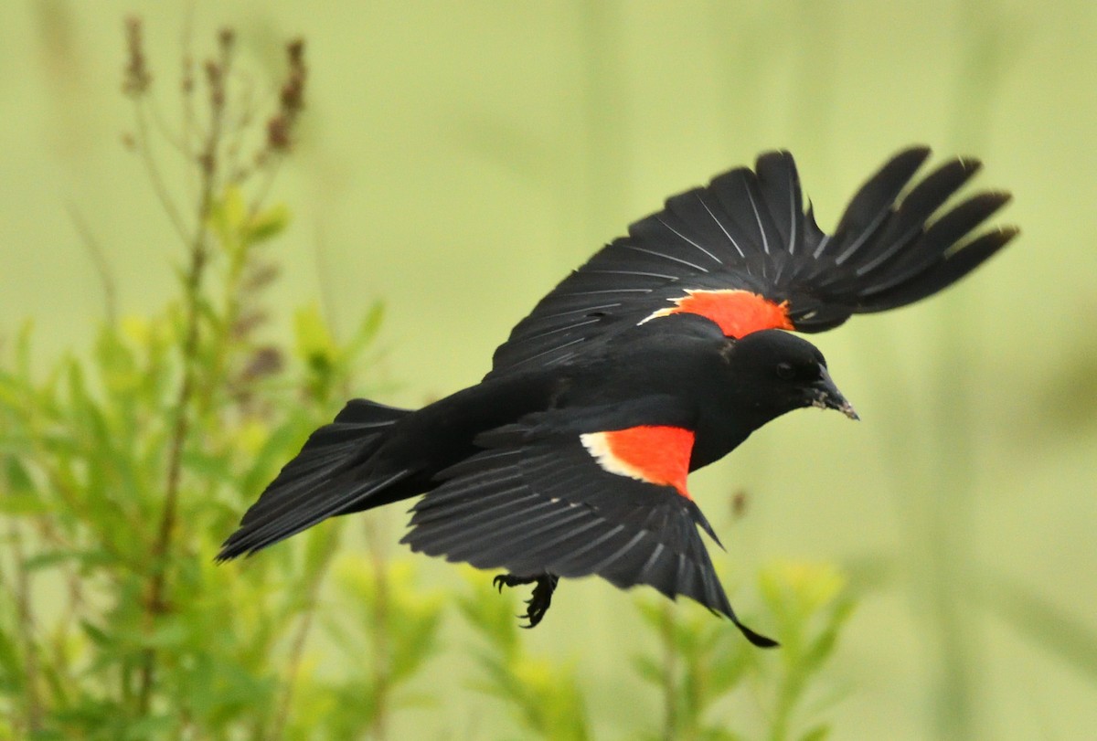 Red-winged Blackbird - ML620304925