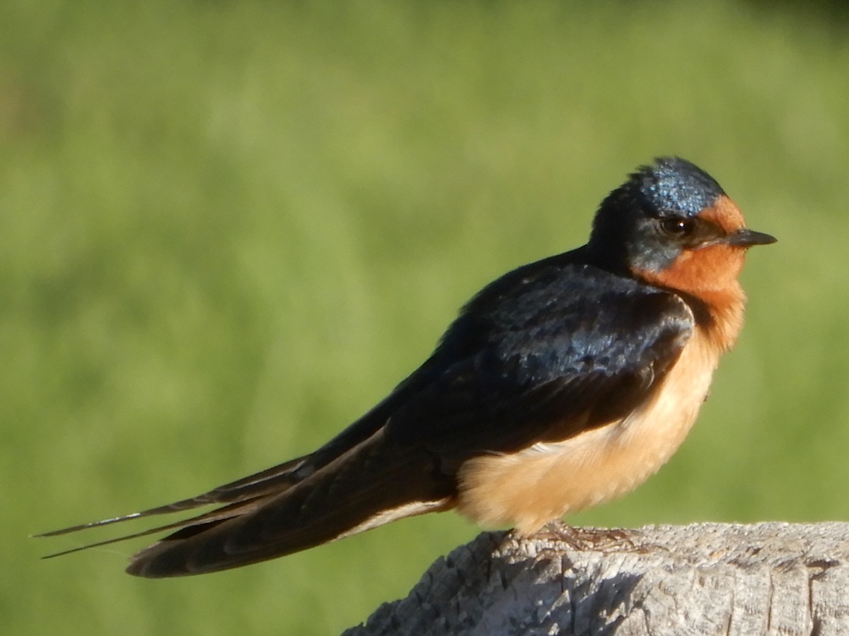 Barn Swallow - ML620304932