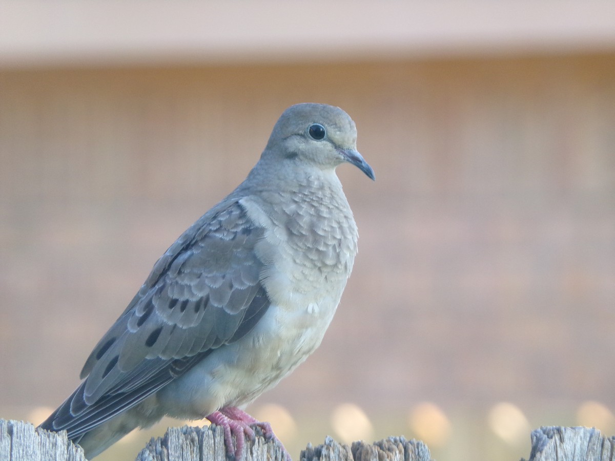 Mourning Dove - ML620304933