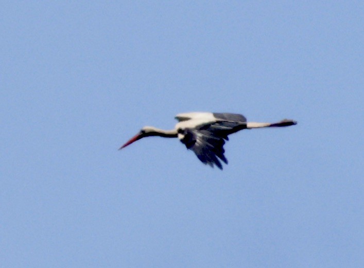 White Stork - ML620304934