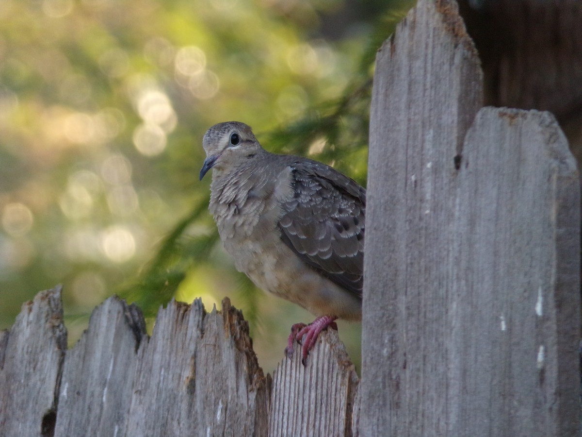 Mourning Dove - ML620304936