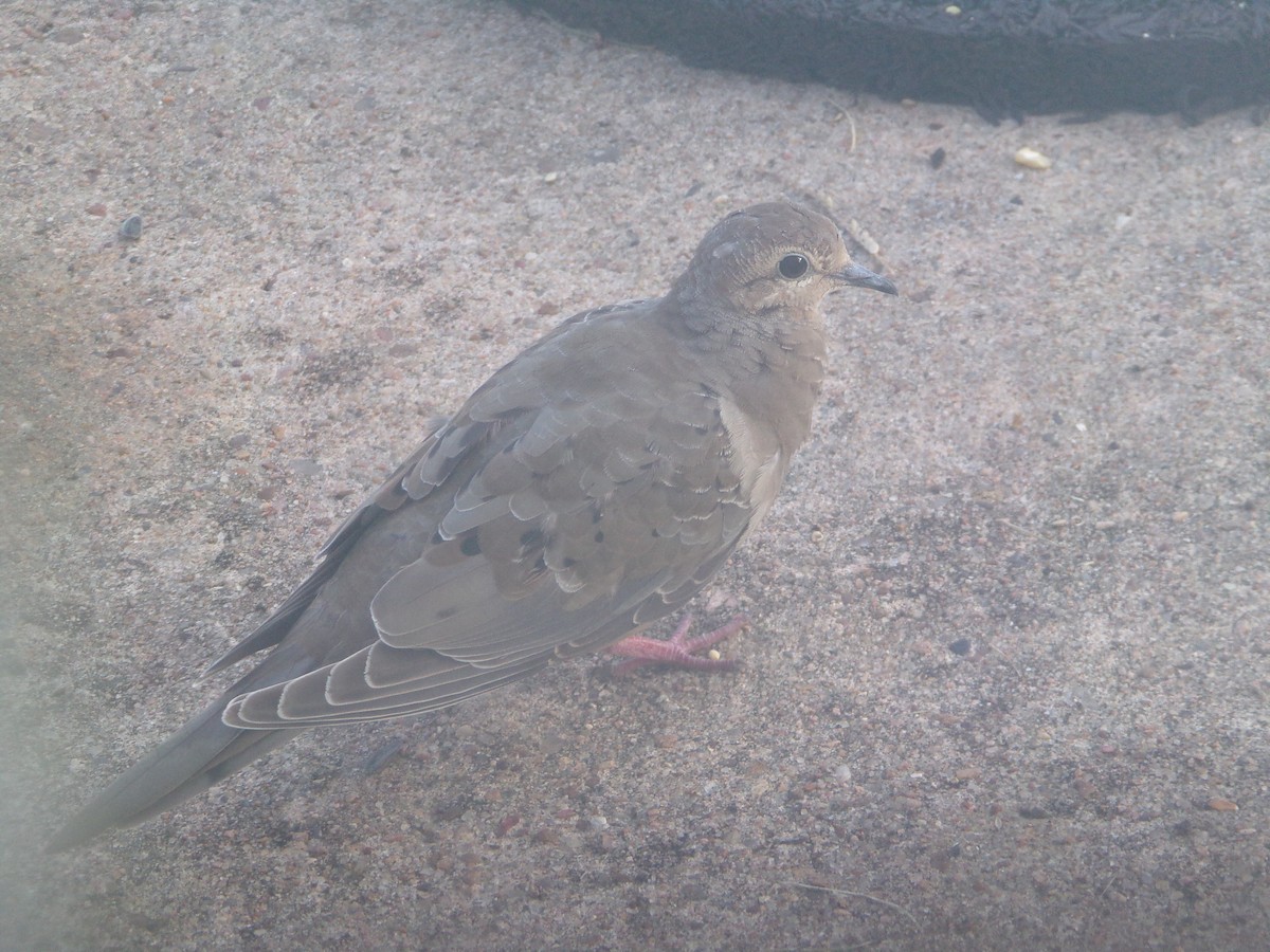 Mourning Dove - ML620304937