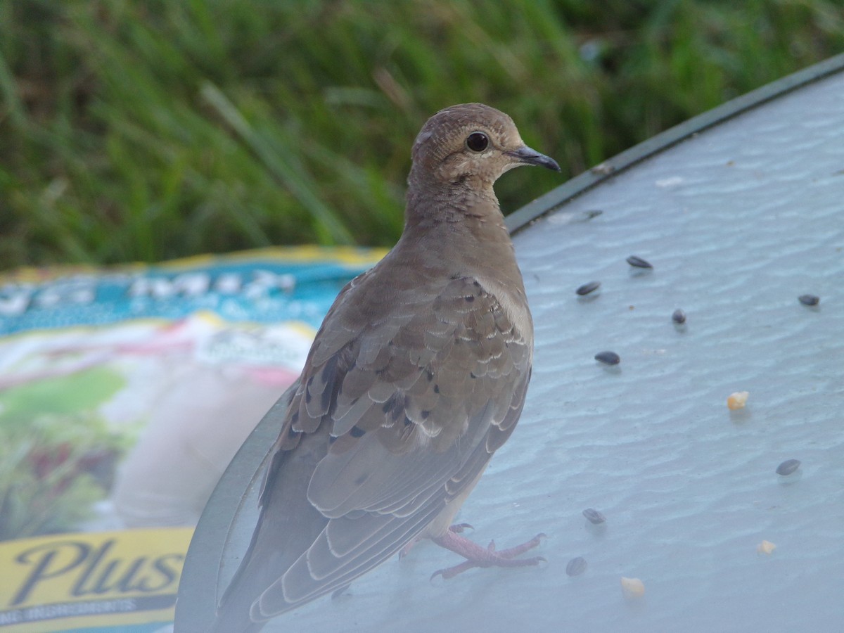 Mourning Dove - ML620304939